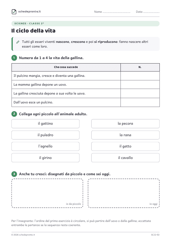 Anteprima della scheda Il ciclo della vita