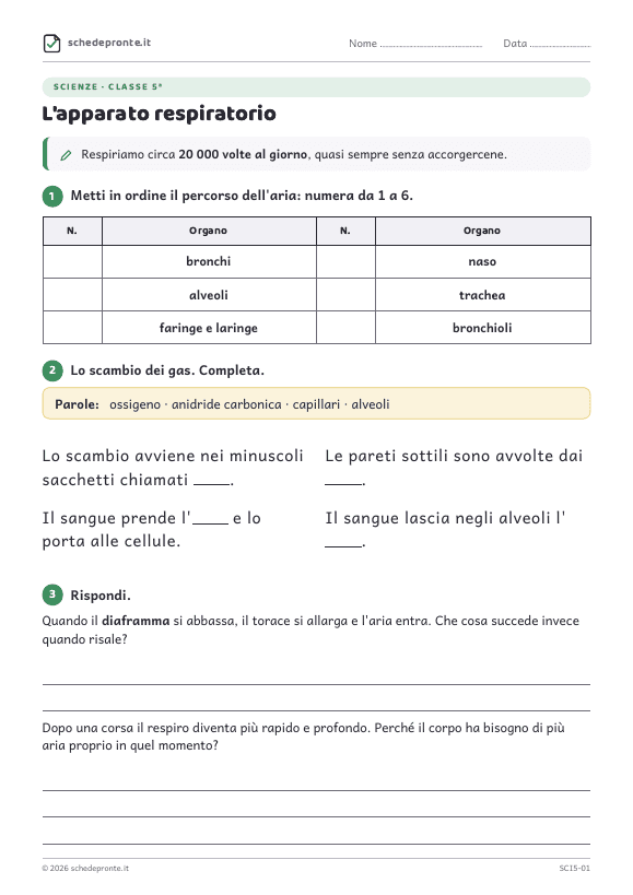 Anteprima della scheda L'apparato respiratorio